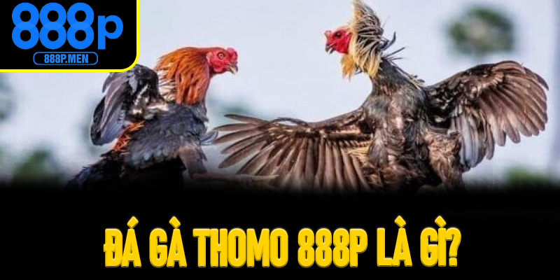 Đá gà Thomo 888P là gì? Sức hút từ đấu trường Campuchia