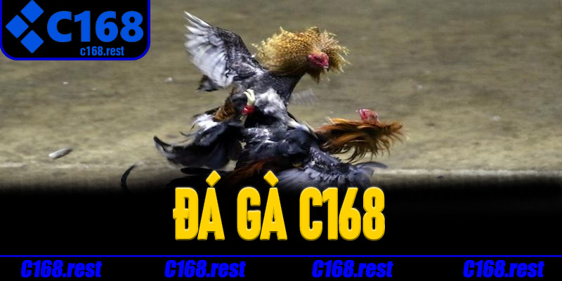Cách theo dõi Đá Gà C168 hiệu quả cho người mới