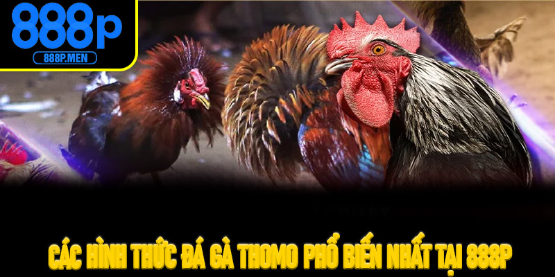 Các hình thức đá gà Thomo phổ biến nhất tại 888P