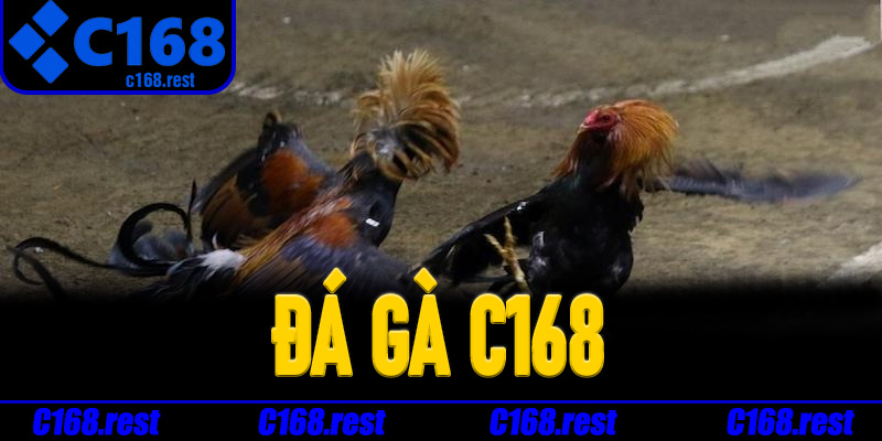 Ưu điểm nổi bật của hệ thống Đá Gà C168